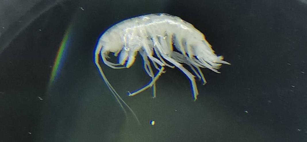 Dünyada ilk kez: Yeni sualtı canlısı türü, Türkiye'nin en derin üçüncü mağarasında keşfedildi! Türk bilim insanlarının başarısı 5